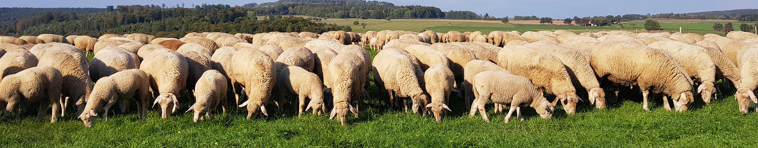 Schafherde auf einer Wiese